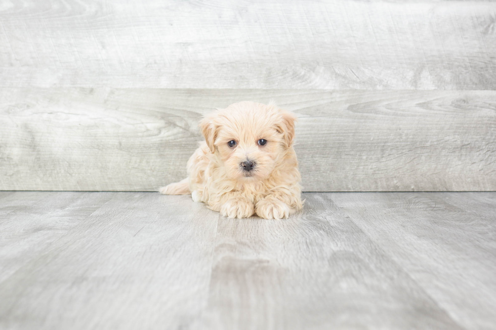 Maltipoo Pup Being Cute