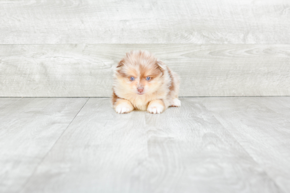 Pomeranian Pup Being Cute