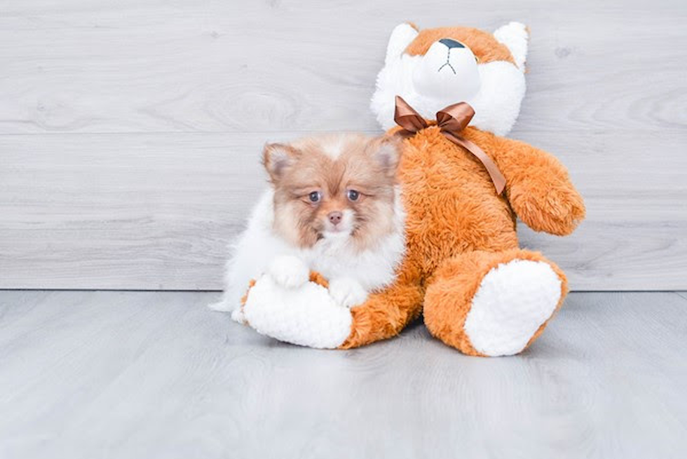 Pomeranian Pup Being Cute