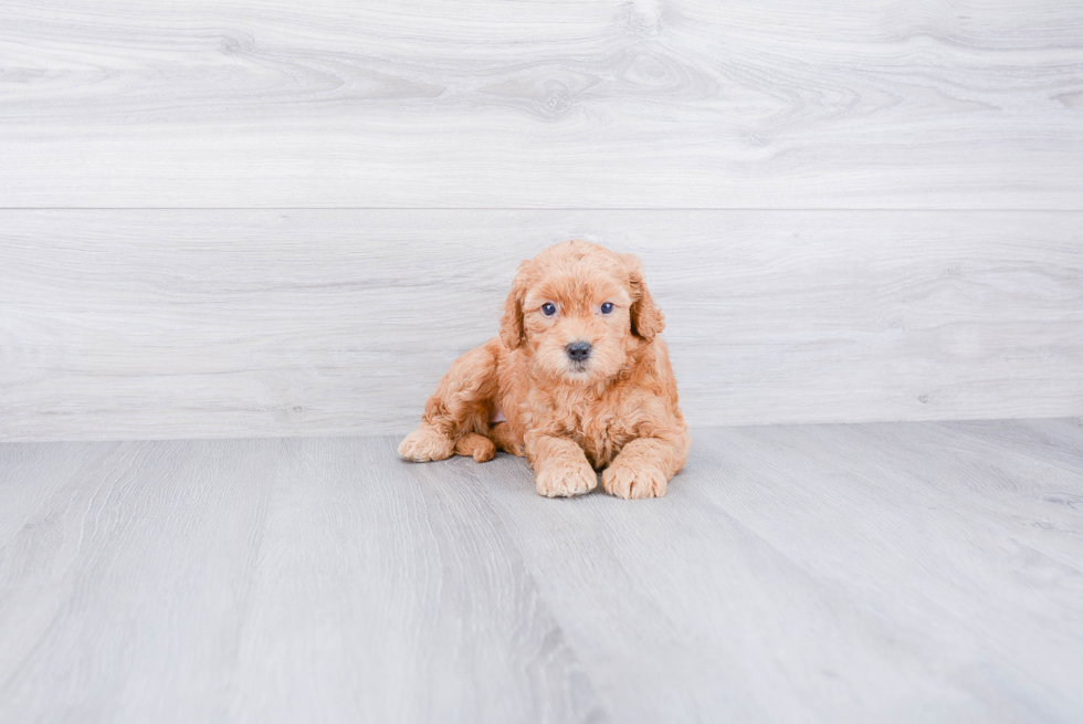 Funny Mini Goldendoodle Poodle Mix Pup