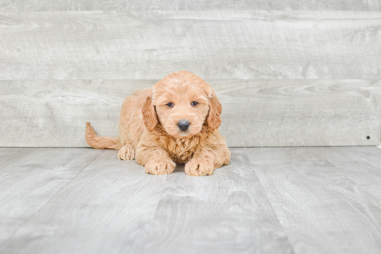 Mini Goldendoodle Pup Being Cute