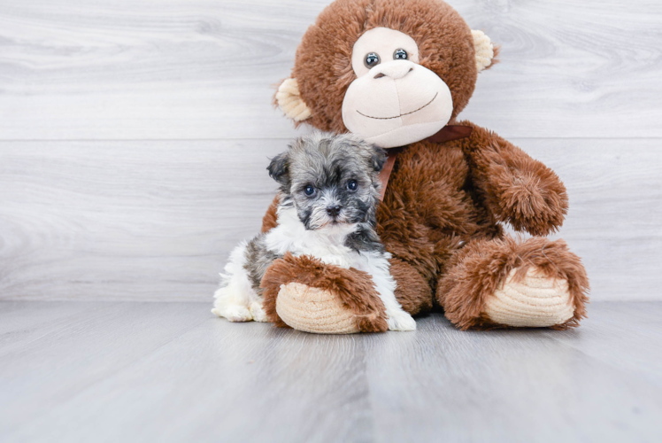 Funny Havanese Purebred Pup