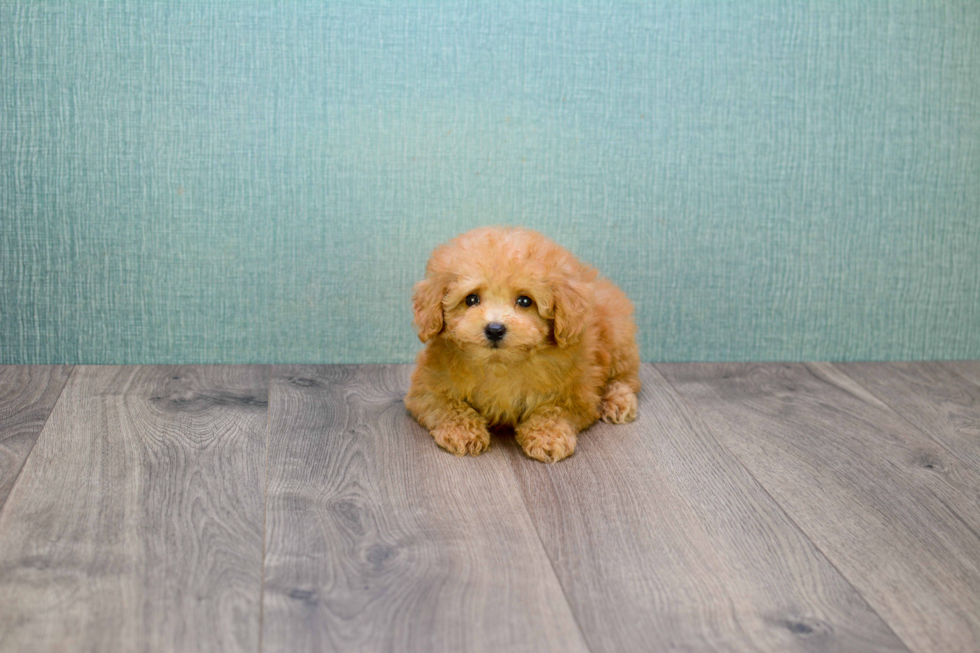 Smart Maltipoo Poodle Mix Pup