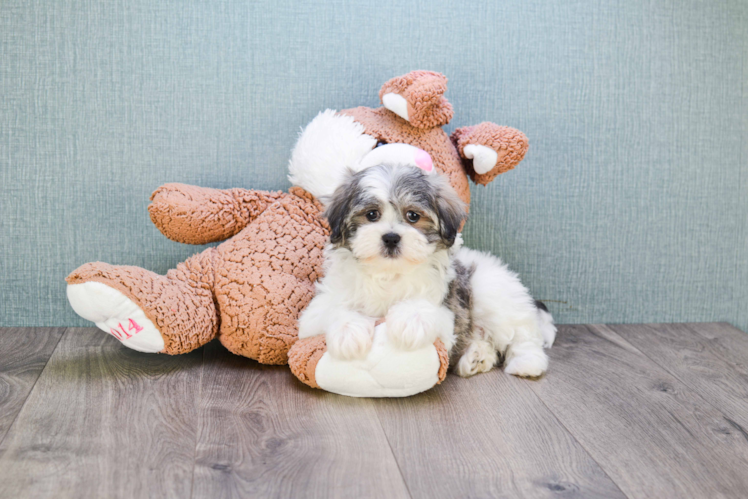 Funny Teddy Bear Designer Pup