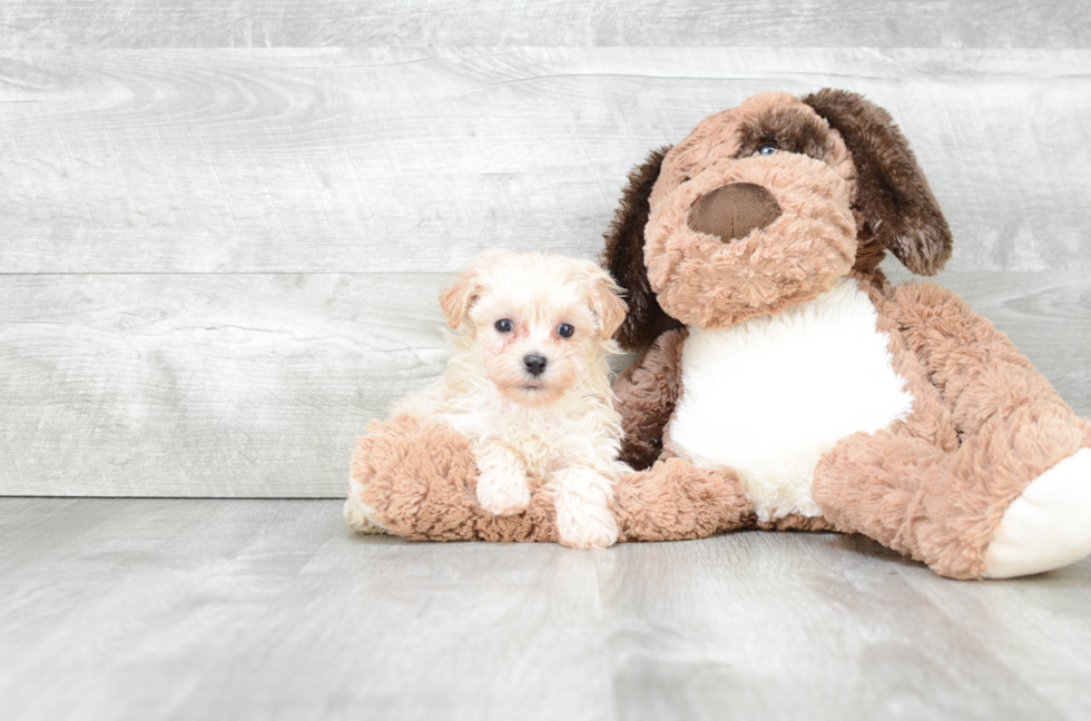 Maltipoo Puppy for Adoption