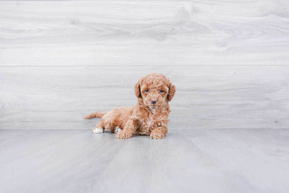 Cockapoo Pup Being Cute