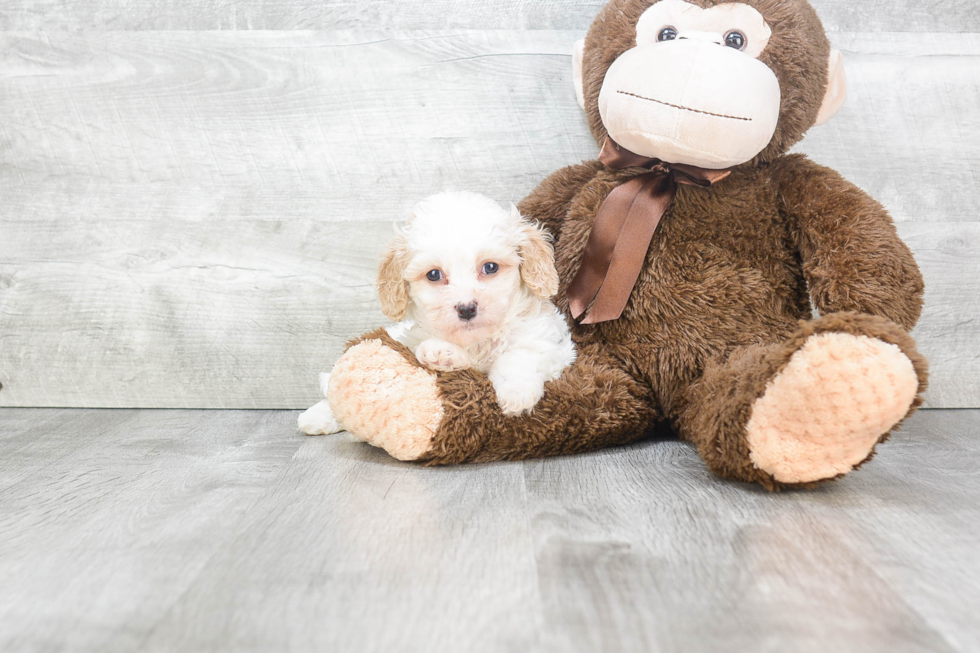 Cavachon Puppy for Adoption