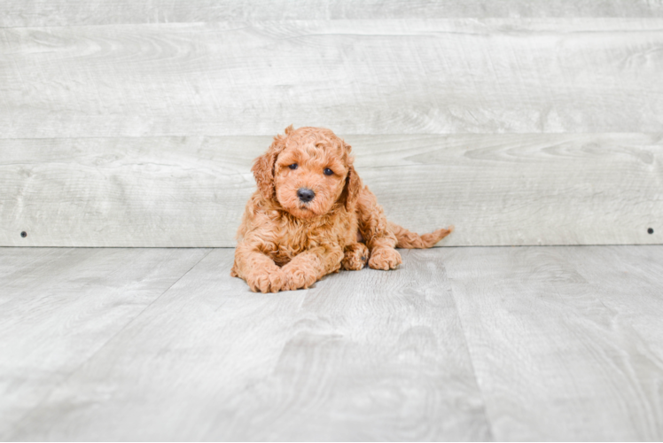 Best Mini Goldendoodle Baby