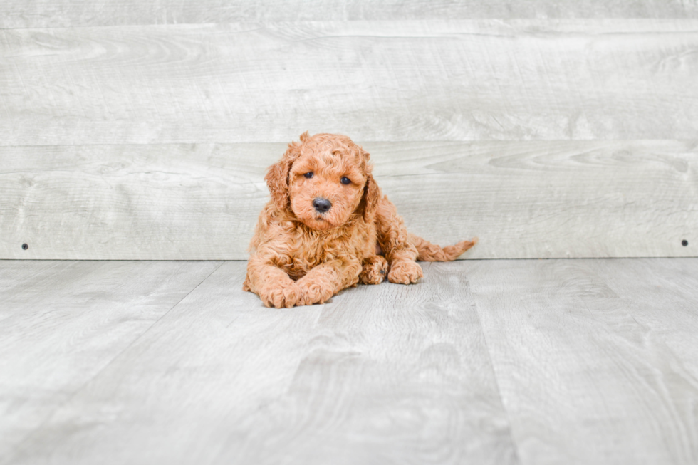 Best Mini Goldendoodle Baby