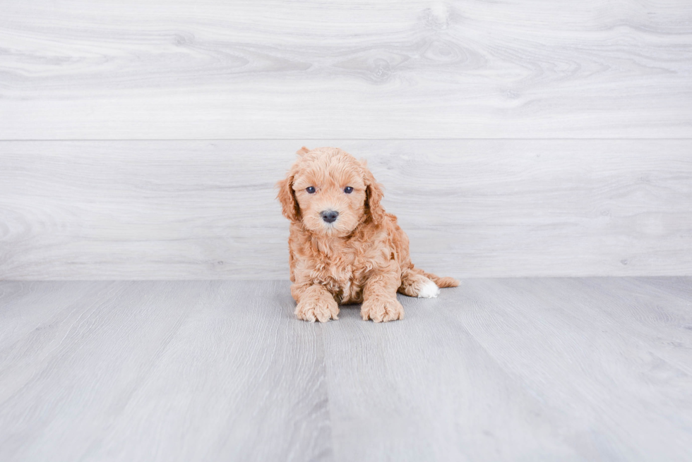 Fluffy Mini Goldendoodle Poodle Mix Pup