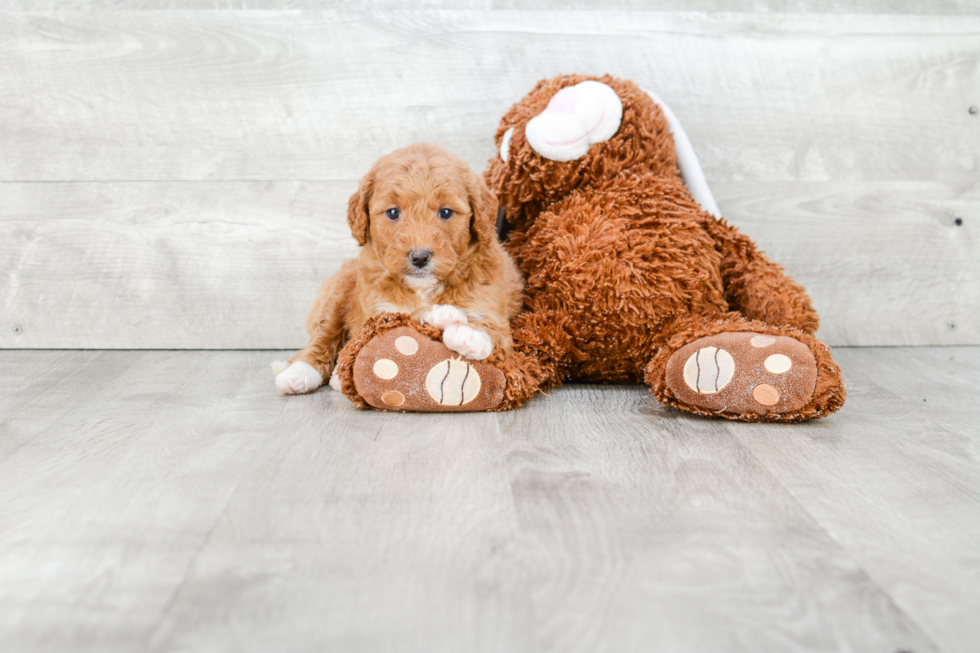 Funny Mini Goldendoodle Poodle Mix Pup