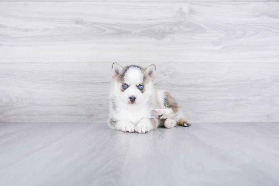 Popular Pomsky Designer Pup