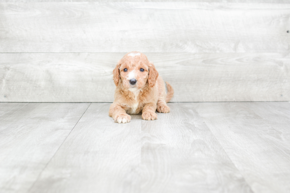 Best Mini Goldendoodle Baby