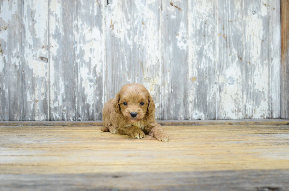 Energetic Golden Retriever Poodle Mix Puppy