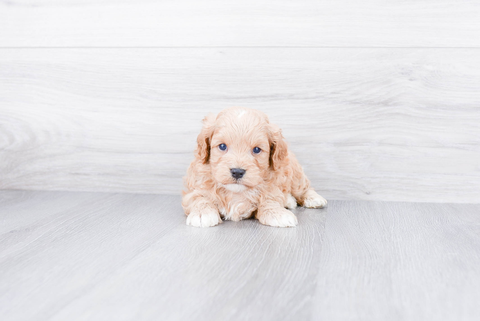 Best Cavapoo Baby