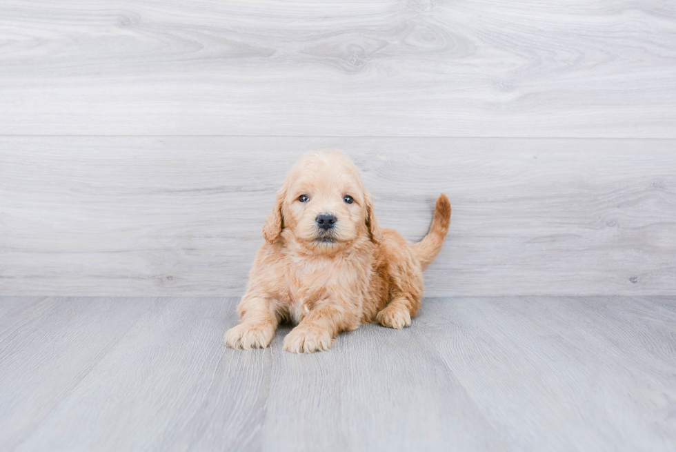 Playful Golden Retriever Poodle Mix Puppy