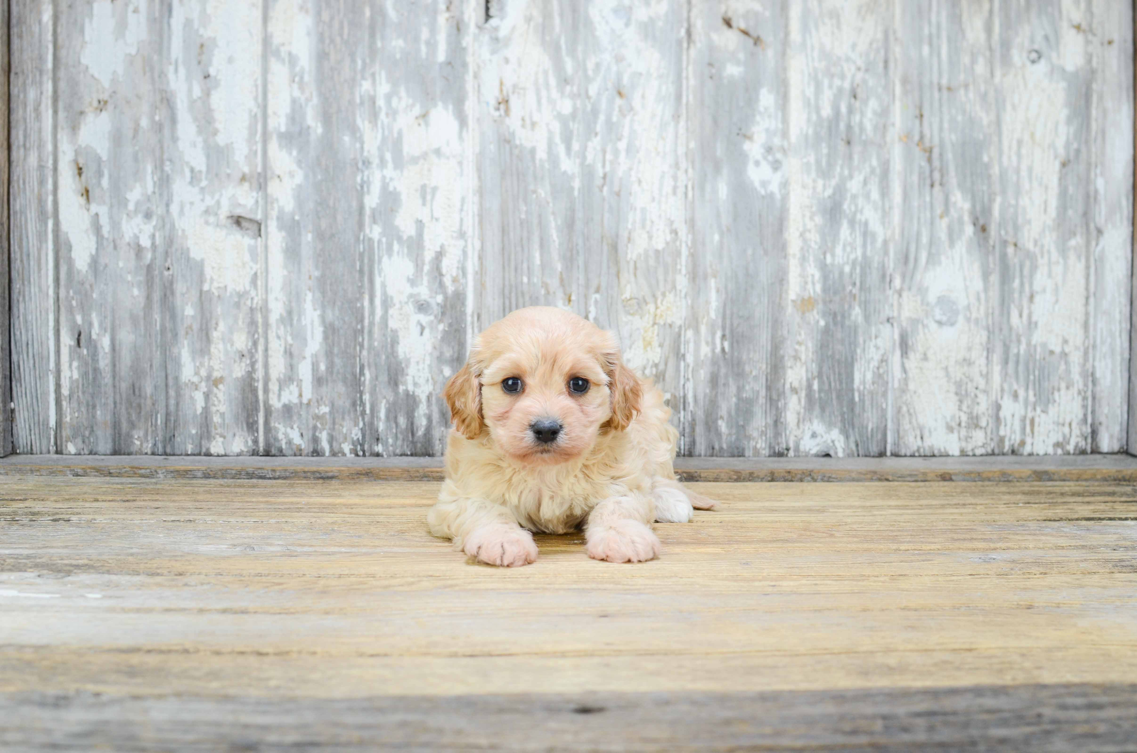 Best Cavachon Baby