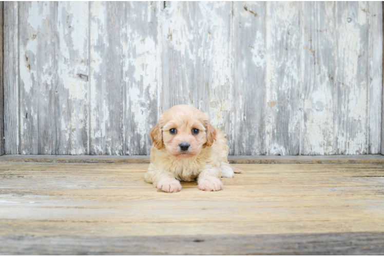 Best Cavachon Baby