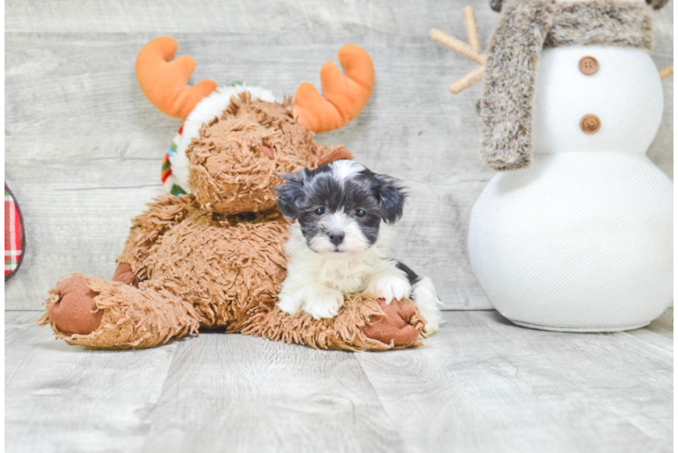 Fluffy Havanese Purebred Puppy