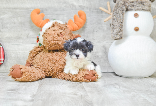 Fluffy Havanese Purebred Puppy