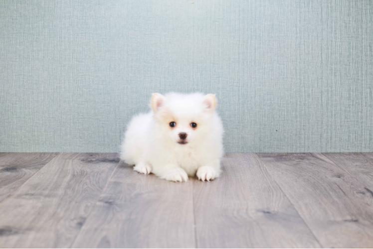 Popular Pomeranian Purebred Pup