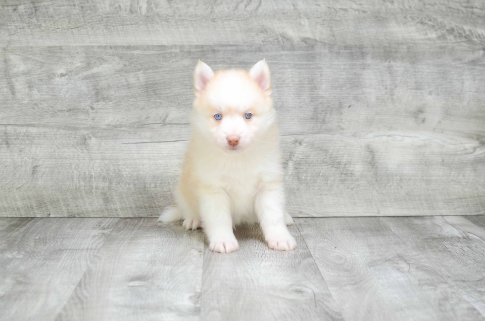 Pomsky Pup Being Cute