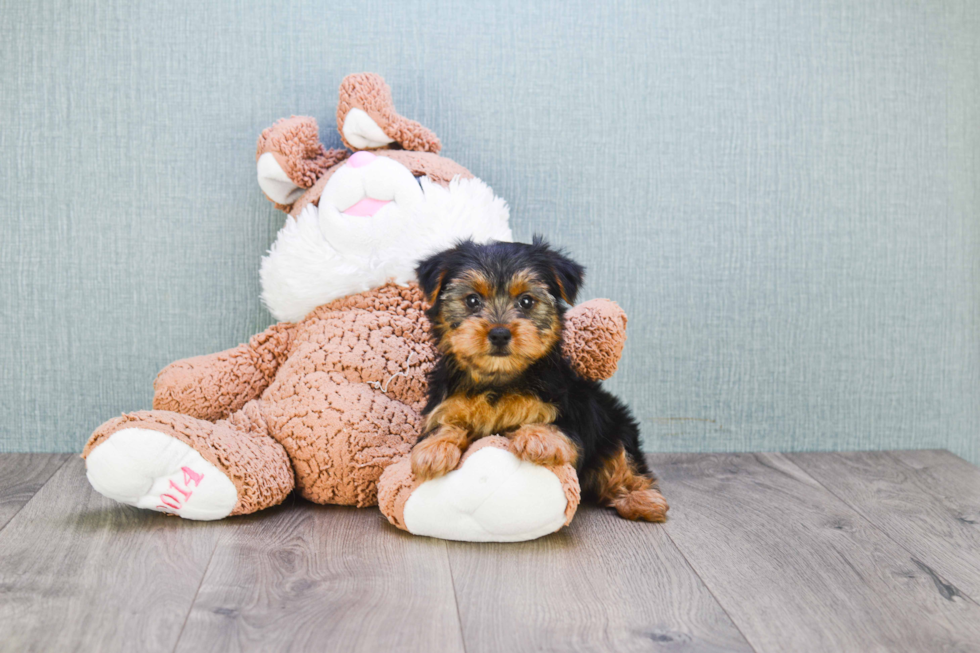 Meet Izzie - our Yorkshire Terrier Puppy Photo 