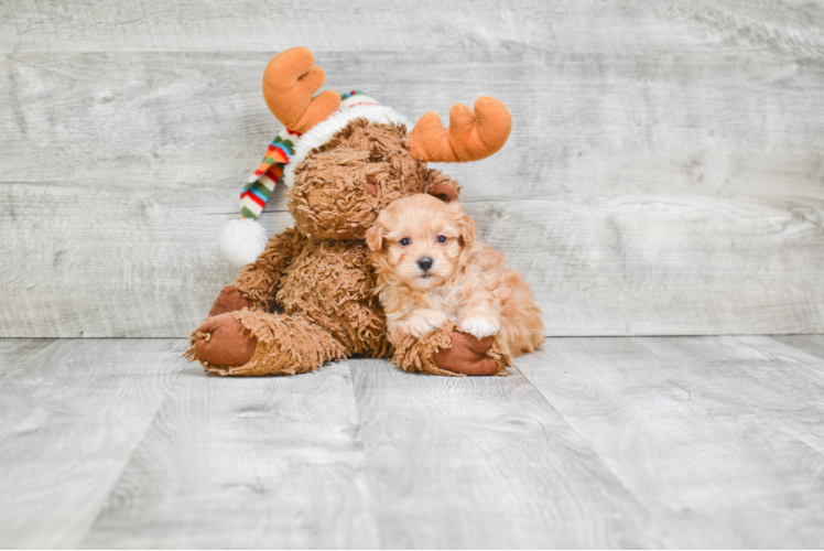 Maltipoo Pup Being Cute