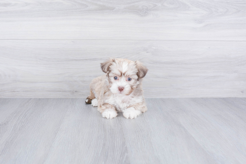 Havanese Pup Being Cute