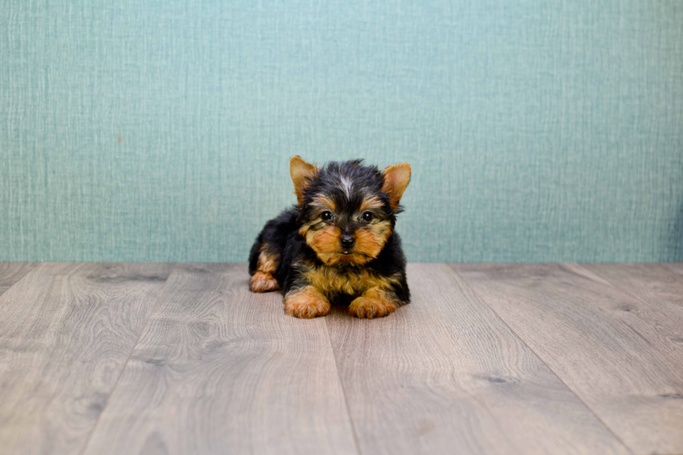 Meet Tinkerbell - our Yorkshire Terrier Puppy Photo 