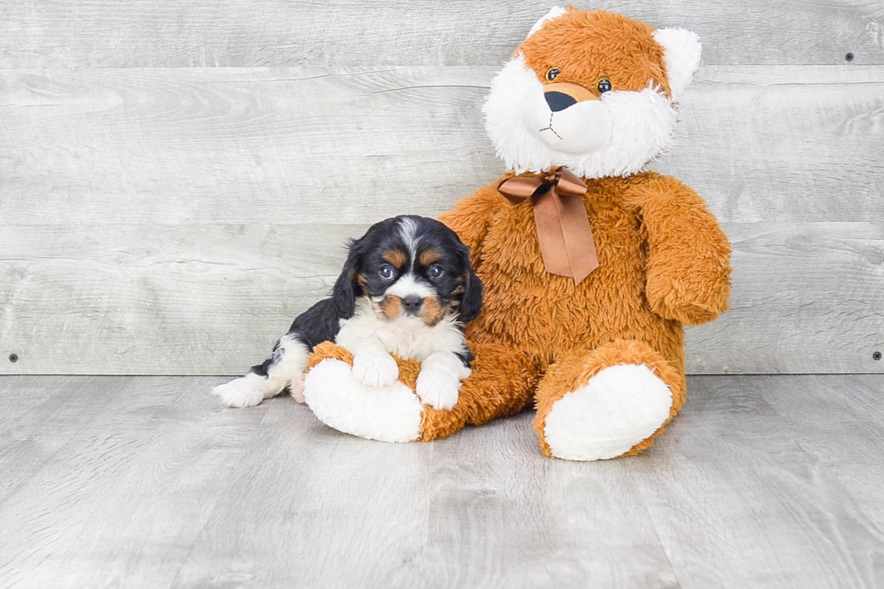 Cute Cavalier King Charles Spaniel Purebred Puppy