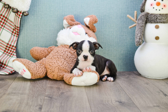 Boston Terrier Pup Being Cute