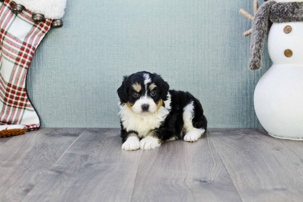 Friendly Mini Aussiedoodle Baby