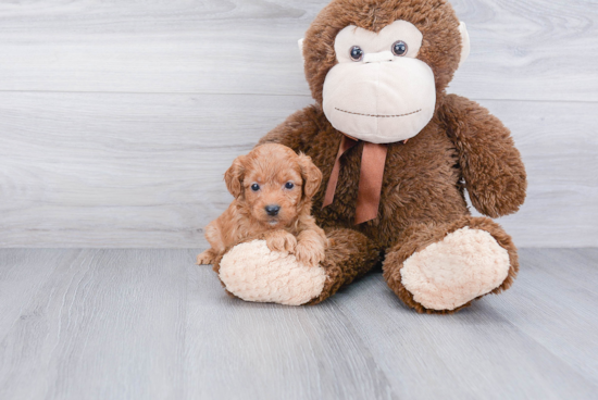 Fluffy Cavapoo Poodle Mix Pup