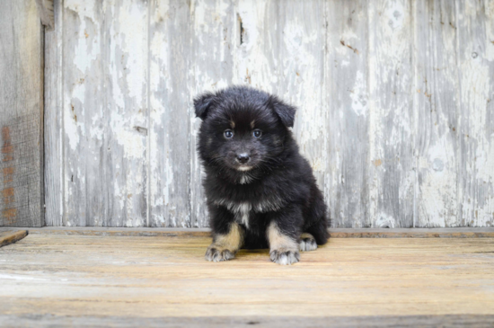 Cute Pomsky Baby