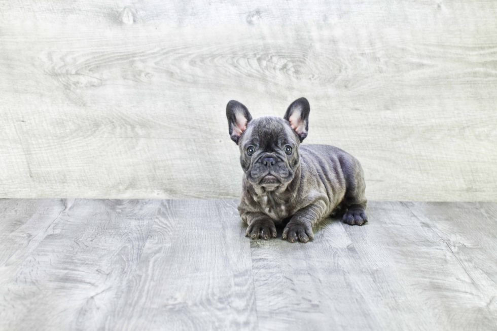 Small French Bulldog Purebred Pup