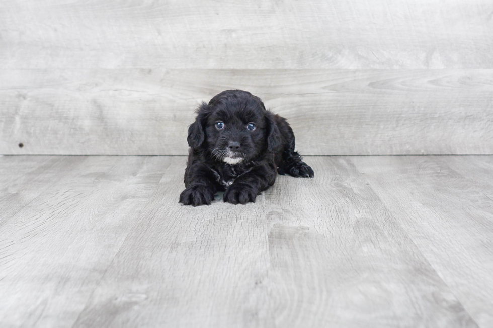 Friendly Cavapoo Baby