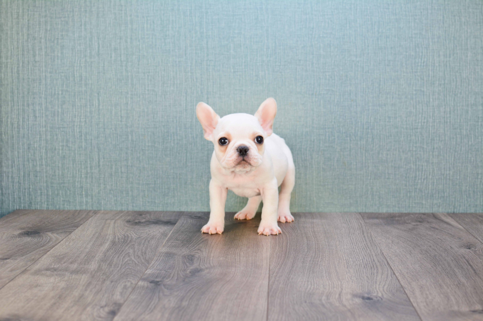 French Bulldog Puppy for Adoption