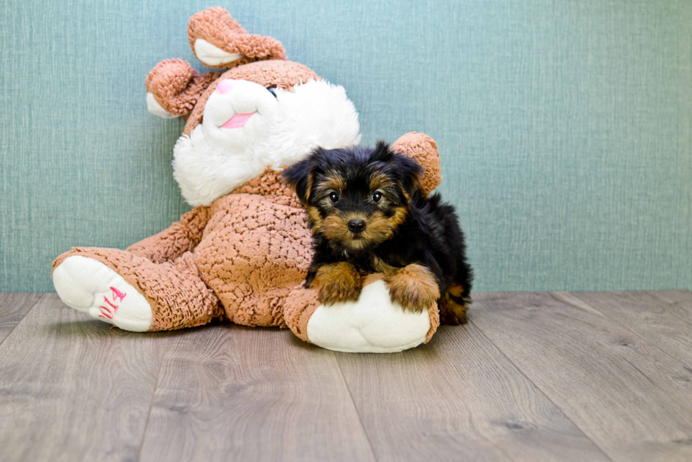 Meet Bella - our Yorkshire Terrier Puppy Photo 