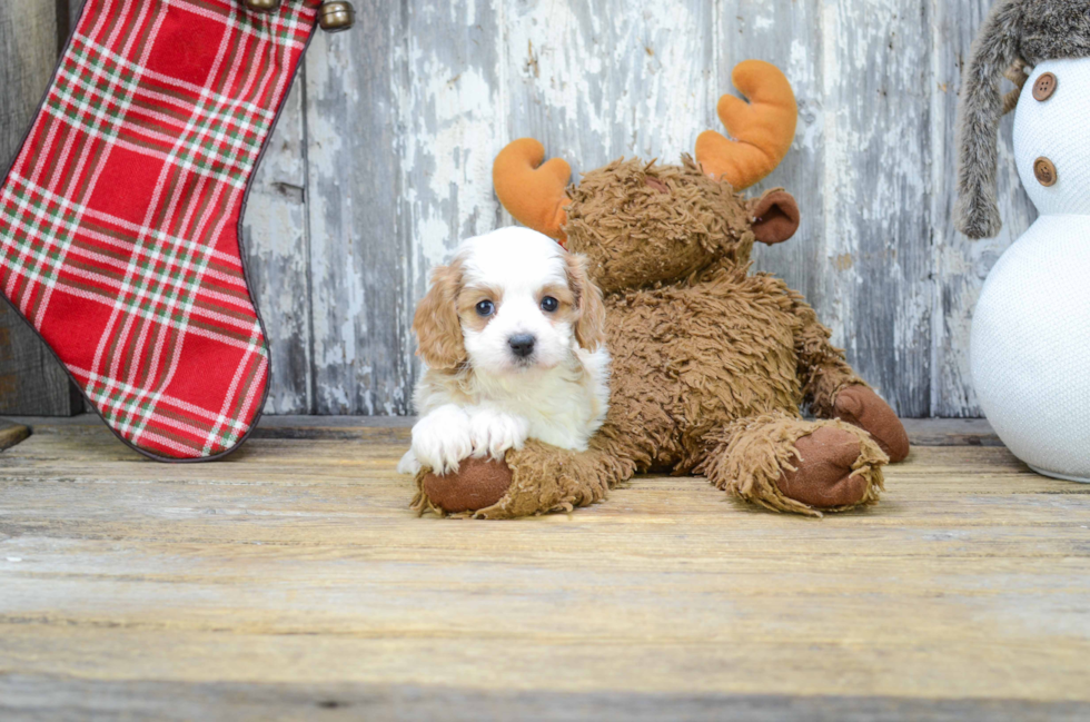 Energetic Cavoodle Poodle Mix Puppy