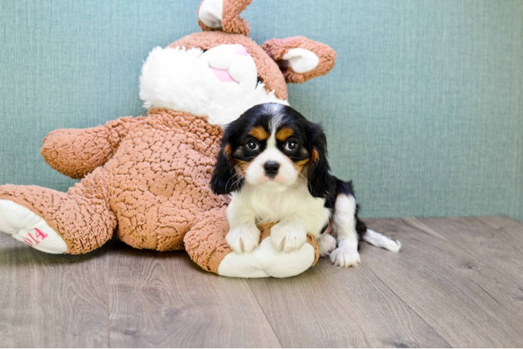 Small Cavalier King Charles Spaniel Purebred Pup