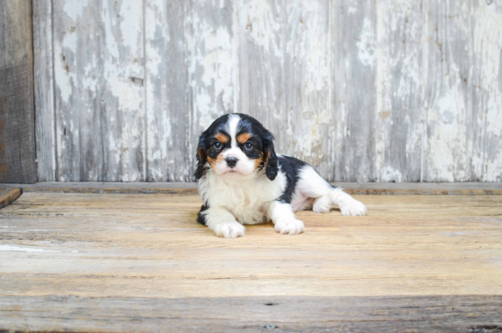 Little Cavalier King Charles Spaniel Baby