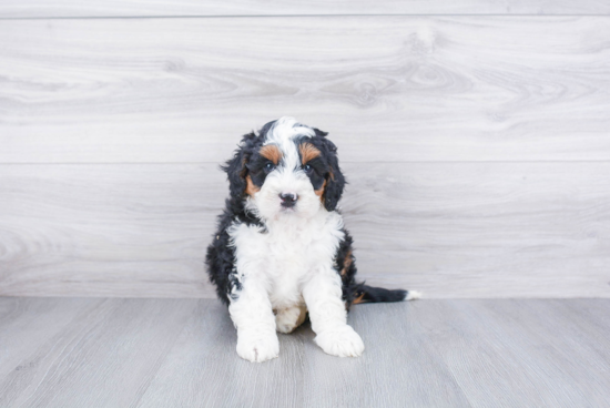 Small Mini Bernedoodle Baby