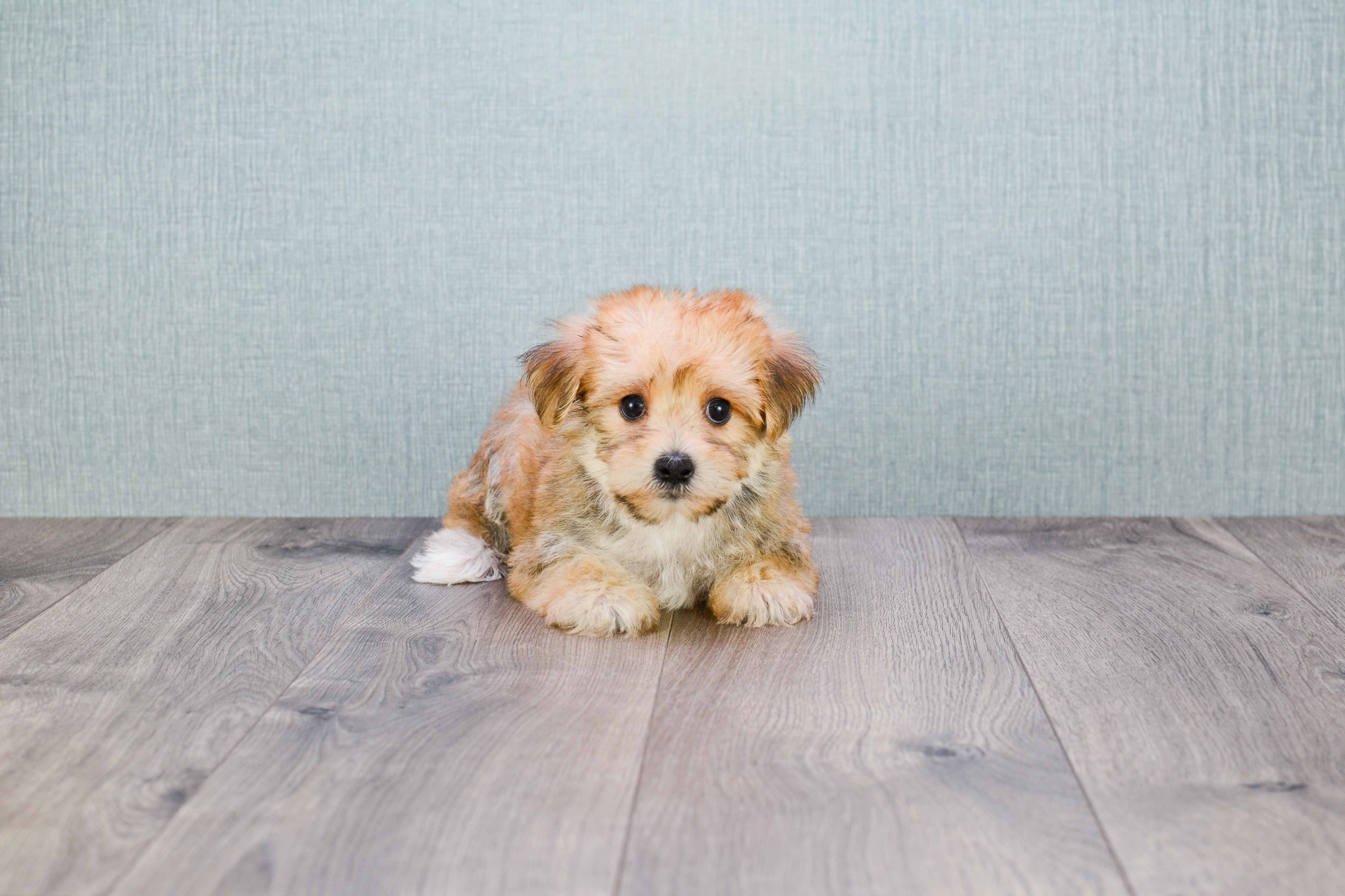 Best Morkie Baby