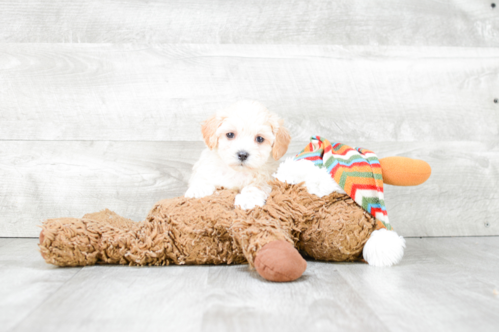 Happy Maltipoo Baby