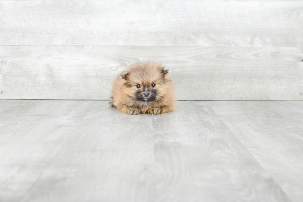 Pomeranian Puppy for Adoption