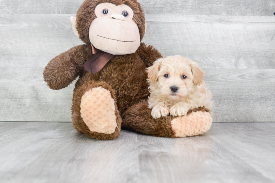 Maltipoo Pup Being Cute