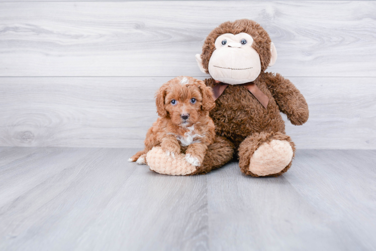 Cavapoo Pup Being Cute