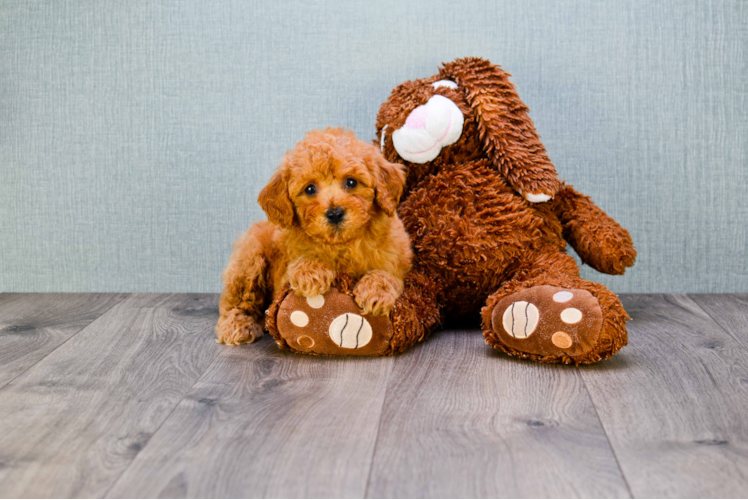 Best Mini Goldendoodle Baby