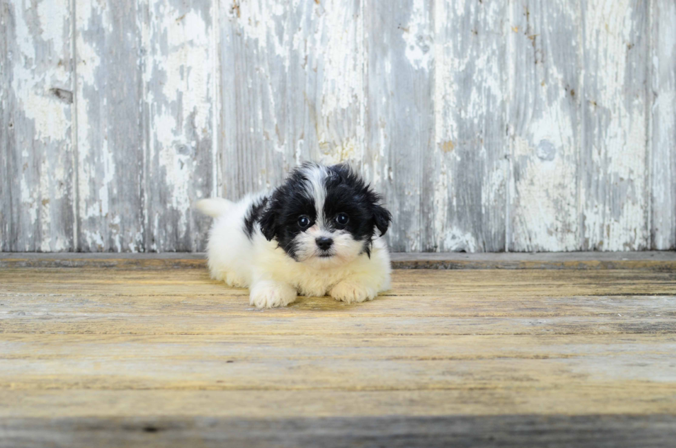 Fluffy Teddy Bear Designer Pup